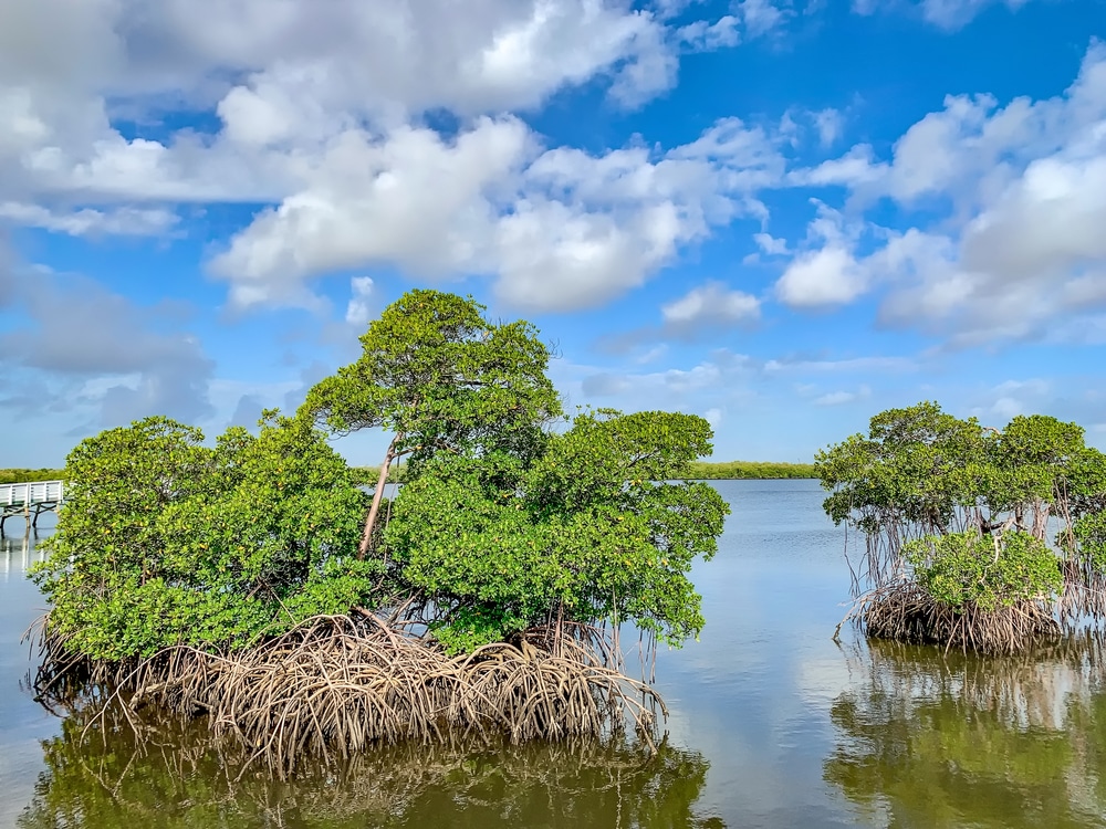 Thick,Mangrove,Roots,In,Anne,Kolb,Nature,Center,Park,In