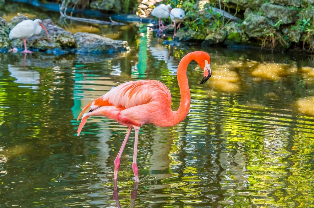 A,View,Of,A,Solitary,Flamingo,In,A,Garden,Near