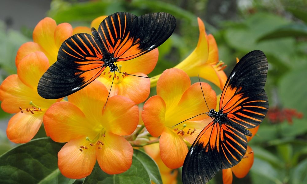 Tropical,Rhododendron,Simbu,Sunset,Flowers,With,2,Doris,Longwing,Butterflies